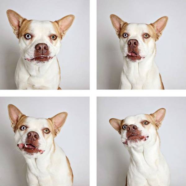 Shelter Dogs Get Photoboothed To Help Them Find A New Loving Home