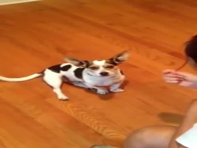 Dog Learns How To Meow