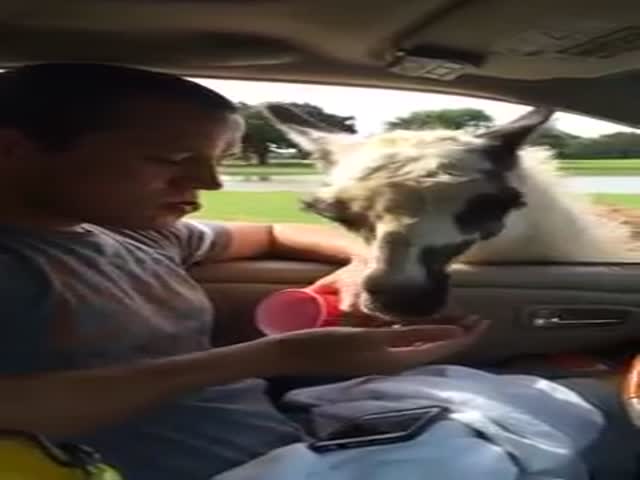 A Guy Gets A Spitting Surprise From A Llama