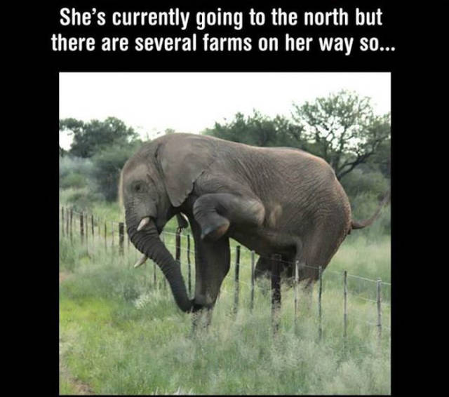 This Is One Good-Mannered Elephant