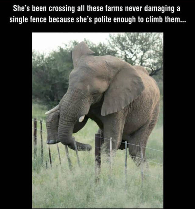 This Is One Good-Mannered Elephant