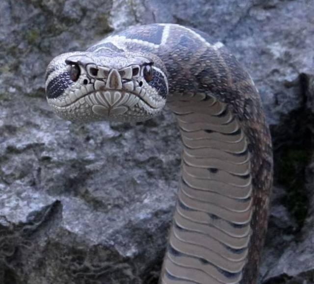 You Think It Is A Real Snake? Take A Closer Look