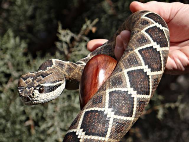 You Think It Is A Real Snake? Take A Closer Look