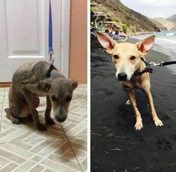 Transformations Of Animals After They Were Adopted
