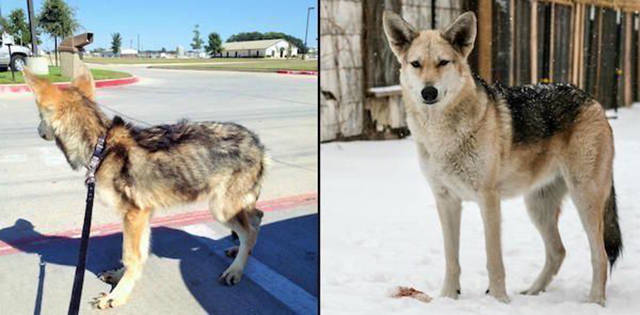 Transformations Of Animals After They Were Adopted