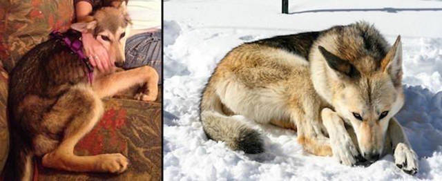 Transformations Of Animals After They Were Adopted