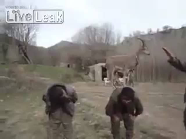 Funny Game In Kurdistan With A Goat