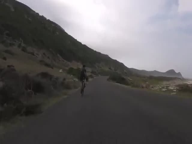 Ostrich Runs As Fast As The Cyclists Roll While Chasing Them