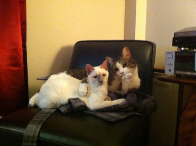 These Kitties Will Cause Cuteness Overload