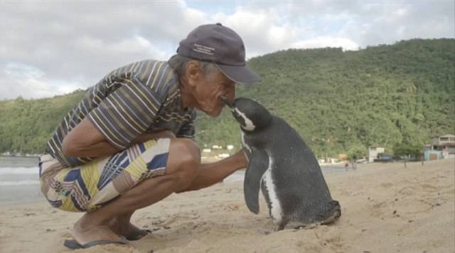 Man Saves A Penguin Who Now Swims 8,000 Km To See The Man Every Year