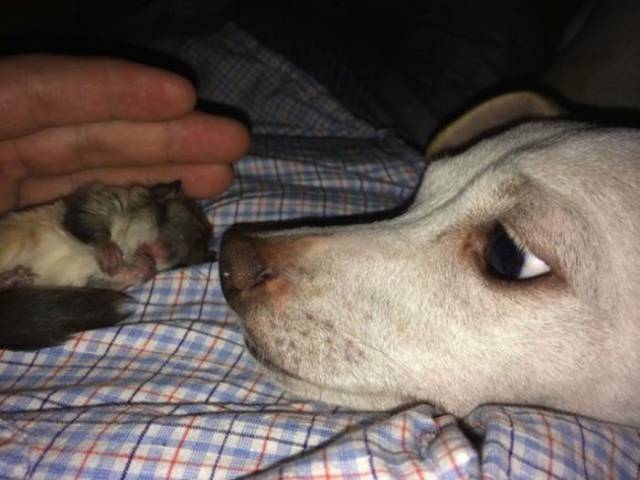 Man Rescues A Tiny Newborn Squirrel Who Becomes His Pampered Pet