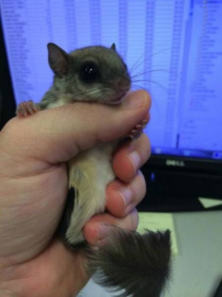 Man Rescues A Tiny Newborn Squirrel Who Becomes His Pampered Pet