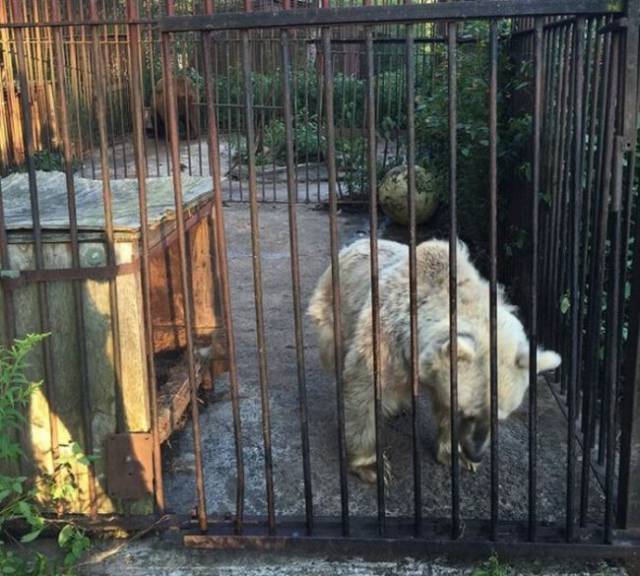 Brown Bear Transformation After She Was Rescued From A Roadside Zoo