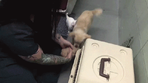 Shelter Staff Found How To Get Through To A Scared Dog