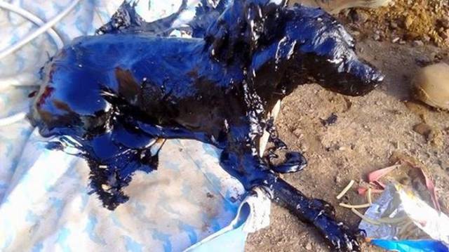 Dog Survives After It Was Stuck In A Tar Pit