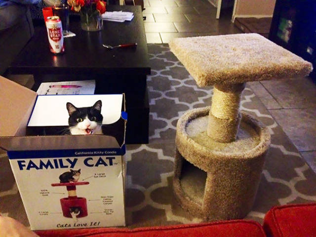 Reasons Why It Is Useless to Buy Any Gifts For Cats