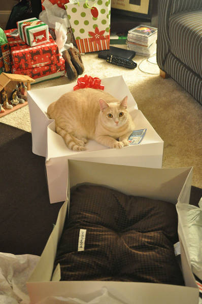 Reasons Why It Is Useless to Buy Any Gifts For Cats