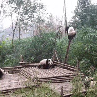 Pandas Are The Cutest Goofs Of The Animal Kingdom