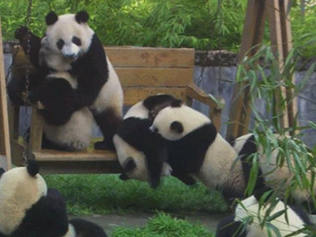 Pandas Are The Cutest Goofs Of The Animal Kingdom