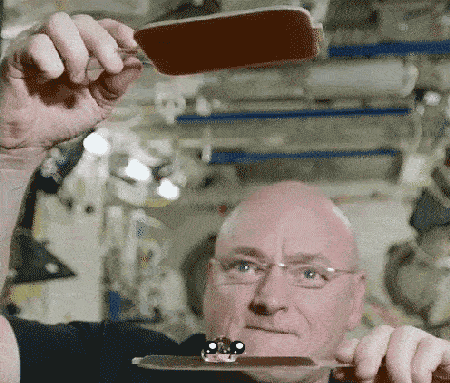 Faces Put On Gifs Are Quite Entertaining