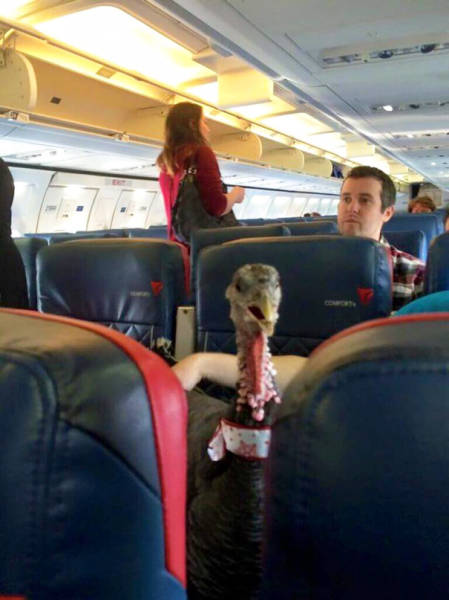 You Just Hate It When These Things Happen On A Flight