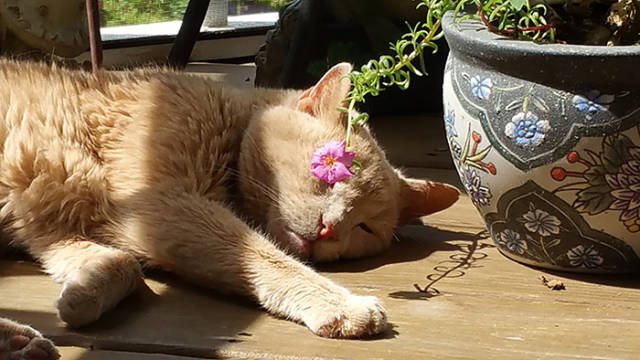 Woman Takes In A 21-Year-Old Cat To Make His Final Days As Happy As She Can