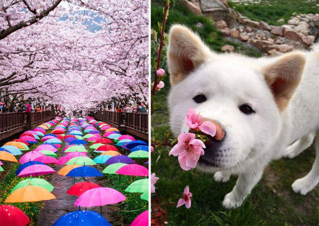 Magnificent Photos Of Cherry Blossom In Japan