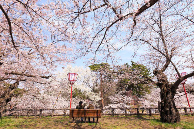 Magnificent Photos Of Cherry Blossom In Japan