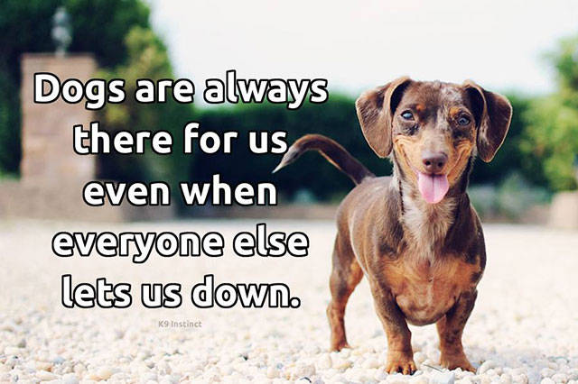 In Praise of All Awesome Dogs Everywhere