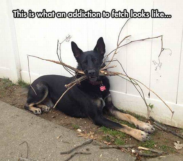 Daily Picdump Daily Picdump