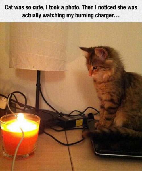 Daily Picdump Daily Picdump