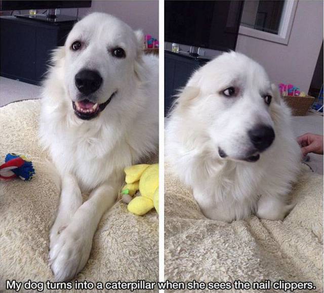 Daily Picdump Daily Picdump
