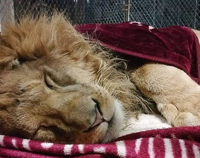 Snuggly Young Lion In A Rescue Center