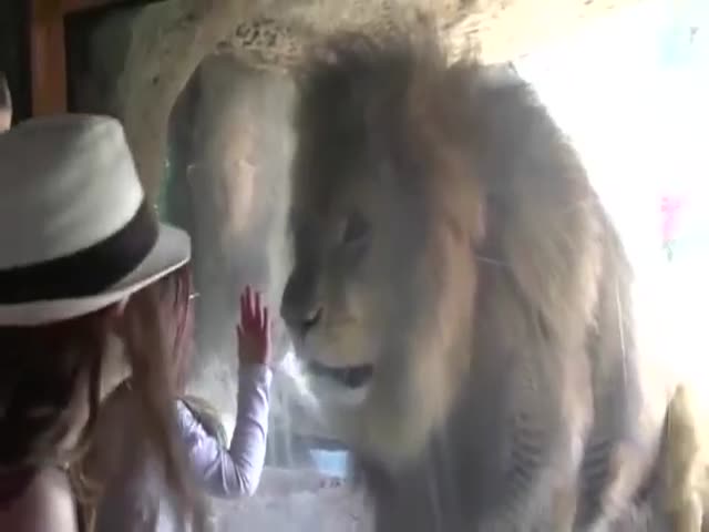 Little Girl Kisses The Glass And This Is How The Lion Reacts To This