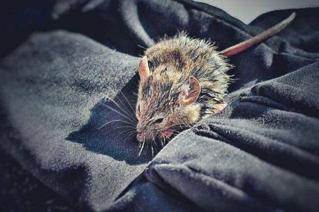 Happy Rescue Of A Little Mouse From The Frigid Waters