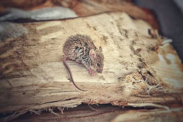 Happy Rescue Of A Little Mouse From The Frigid Waters