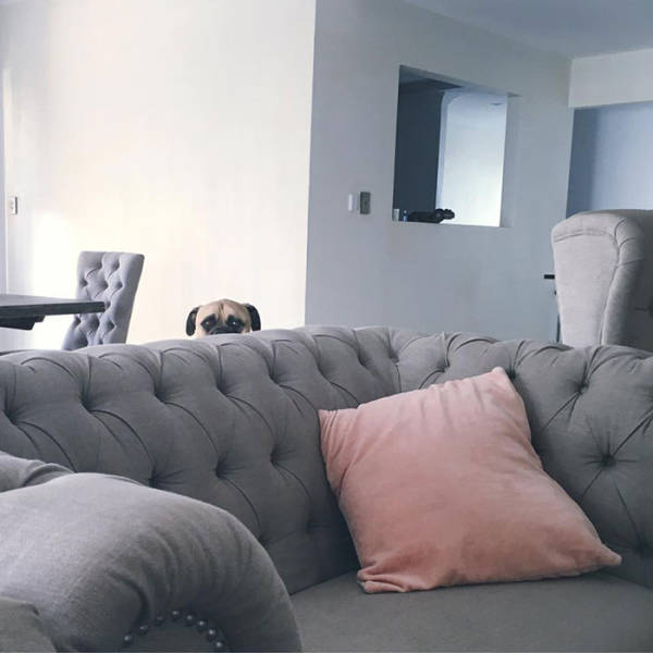 Dog Constantly Creeps Up On His Owner