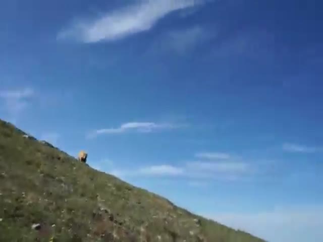 Guy Handles A Terrifying Bear Like A Boss When He Stumbles Upon Him In The Wild