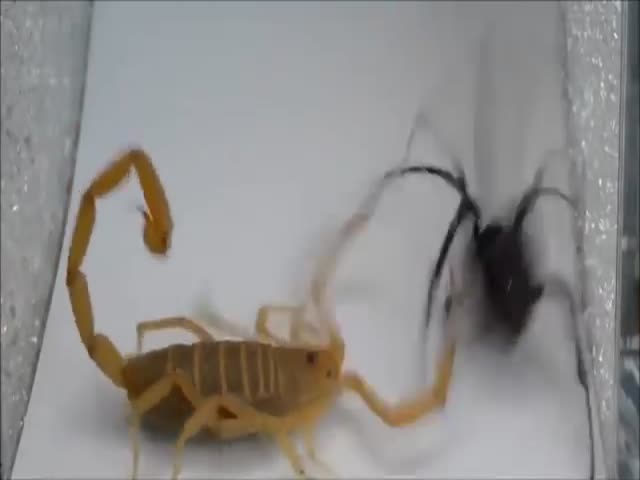 A Fight Between A Scorpion And A Black Widow