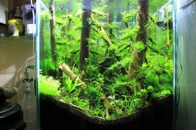 It Looks Like There Is An Underwater Forest In This Aquarium