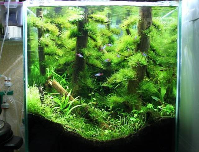 It Looks Like There Is An Underwater Forest In This Aquarium