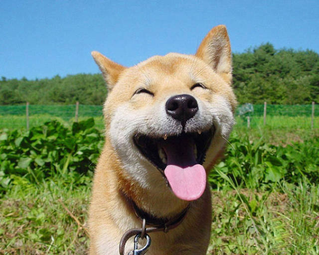 Cute Smiling Animals Is The Best Way To Jump Start Your Day