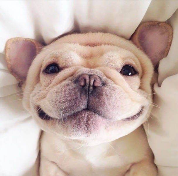 Cute Smiling Animals Is The Best Way To Jump Start Your Day