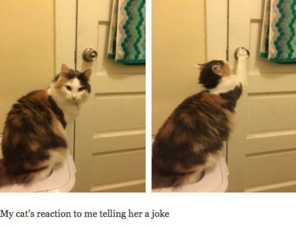 These Cat Pictures Will Always Be Funny
