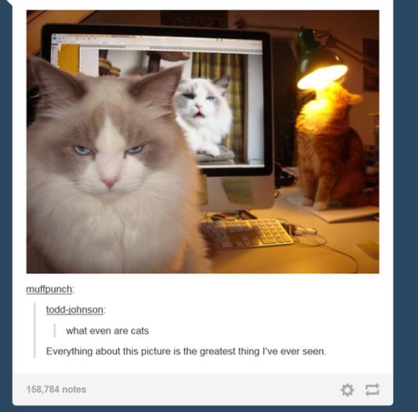 These Cat Pictures Will Always Be Funny