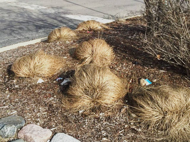 Breaking News: This Is Where Donald Trump Grows His Hair