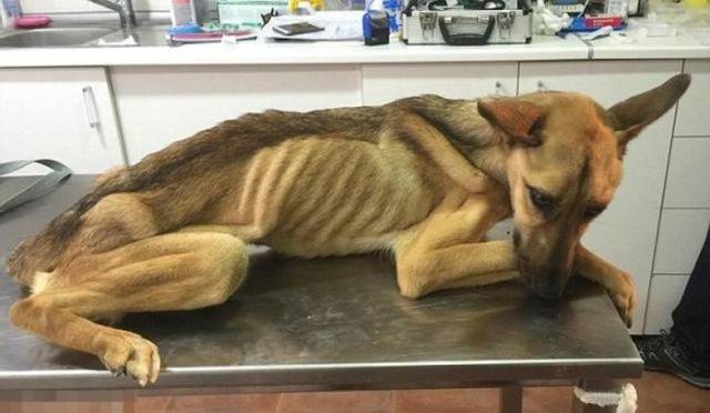 Amazing Recovery Of A Mistreated Dog That Was Nothing But Skin And Bones