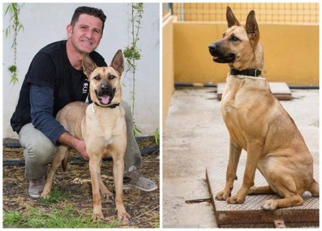 Amazing Recovery Of A Mistreated Dog That Was Nothing But Skin And Bones