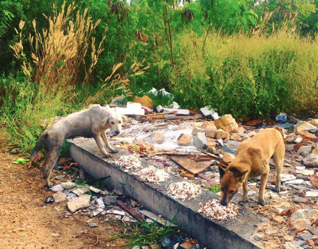Man Feeds 80 Stray Dogs Each Day In Thailand