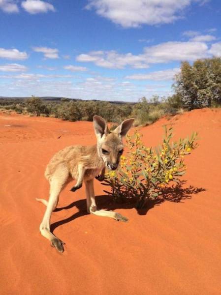 Man Saves Kangaroos In Australia And Nurses Them Back To Health